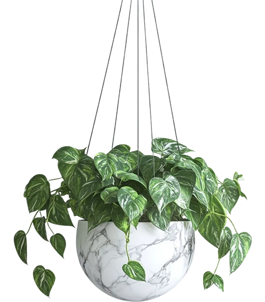 Decorative plant