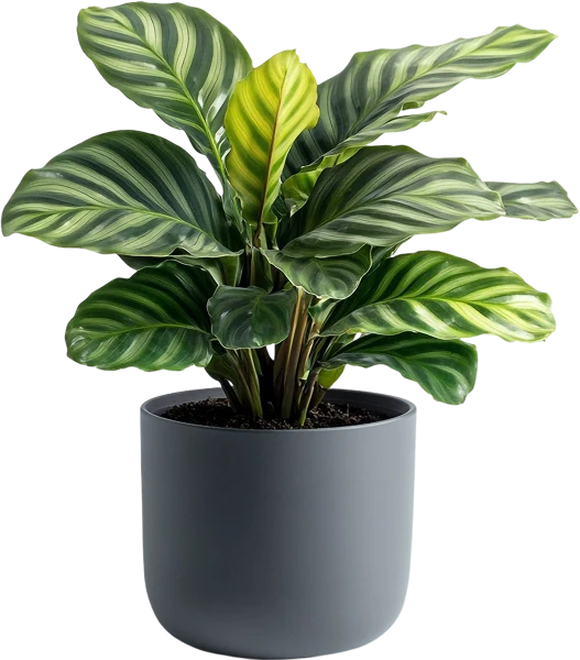 Decorative plant
